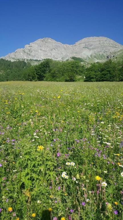 Chalet Miel De La Cayolle-Estenc アントローヌ エクステリア 写真